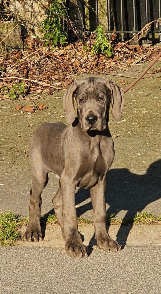 du domaine des Apollons - Chiots disponibles - Dogue allemand