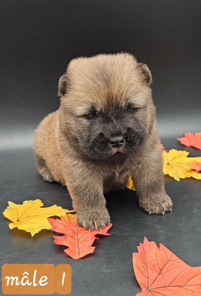 du domaine des Apollons - Chiots disponibles - Chow Chow