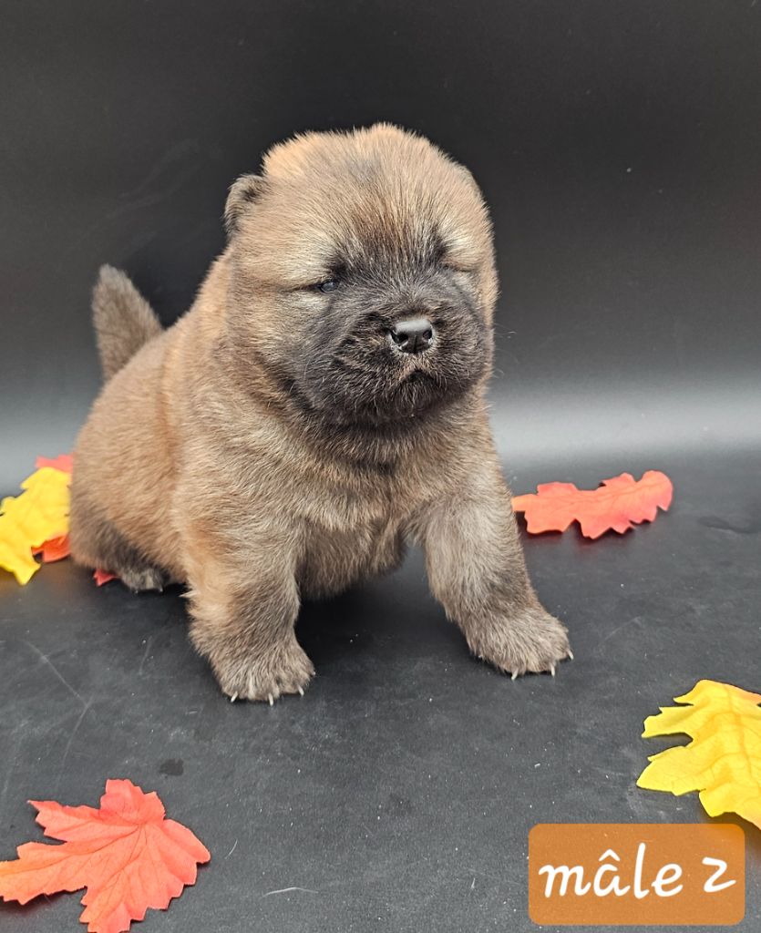 du domaine des Apollons - Chiots disponibles - Chow Chow