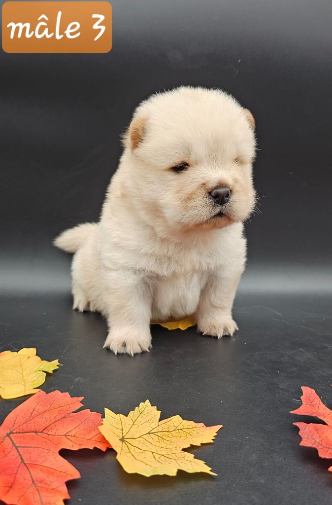 du domaine des Apollons - Chiots disponibles - Chow Chow