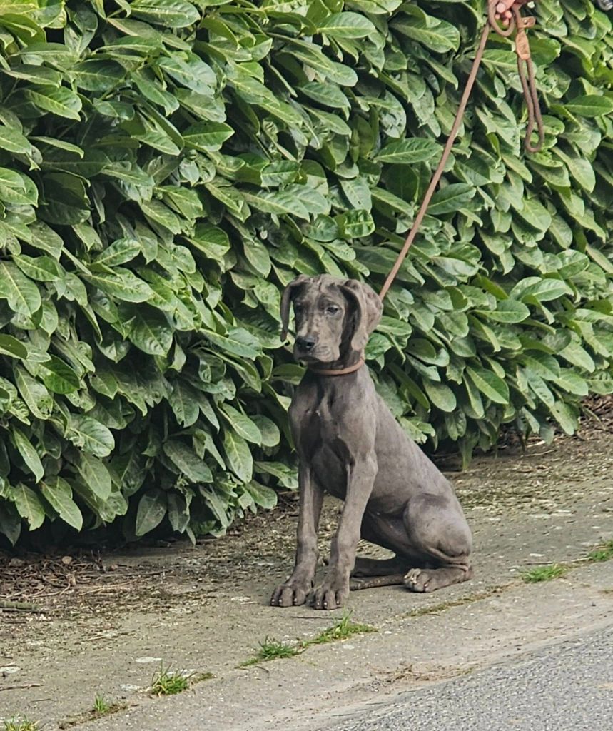 du domaine des Apollons - Chiots disponibles - Dogue allemand