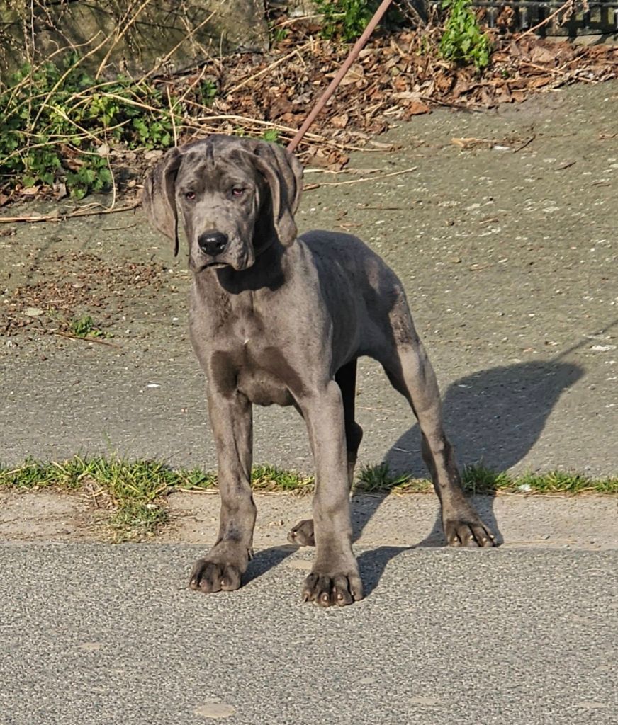 du domaine des Apollons - Chiots disponibles - Dogue allemand