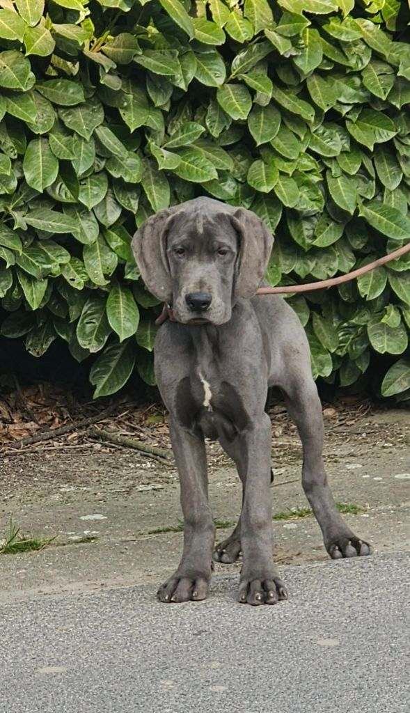 du domaine des Apollons - Chiots disponibles - Dogue allemand