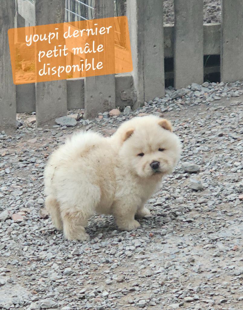 du domaine des Apollons - Chiots disponibles - Chow Chow