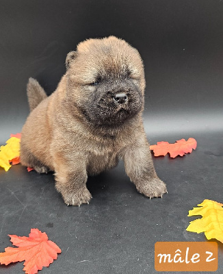 CHIOT 4
