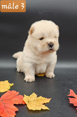 CHIOT 1