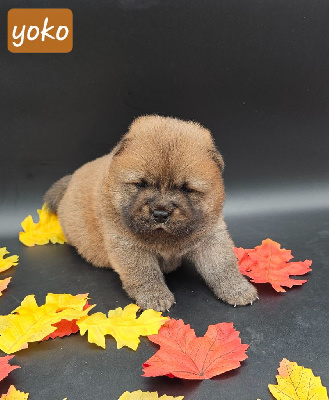 CHIOT 6