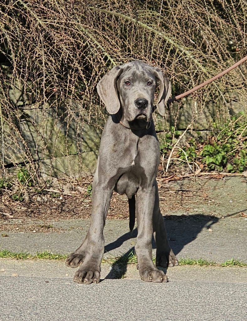 du domaine des Apollons - Chiots disponibles - Dogue allemand