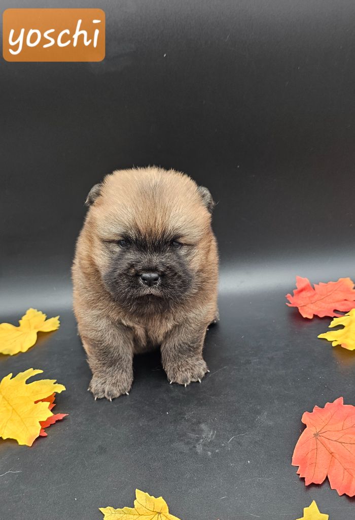 du domaine des Apollons - Chiots disponibles - Chow Chow