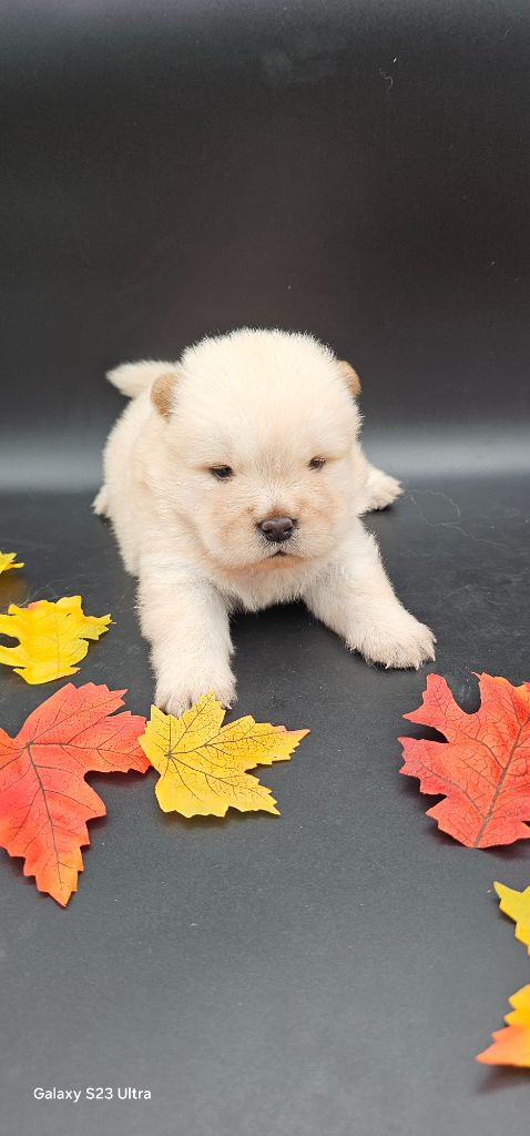 du domaine des Apollons - Chiots disponibles - Chow Chow